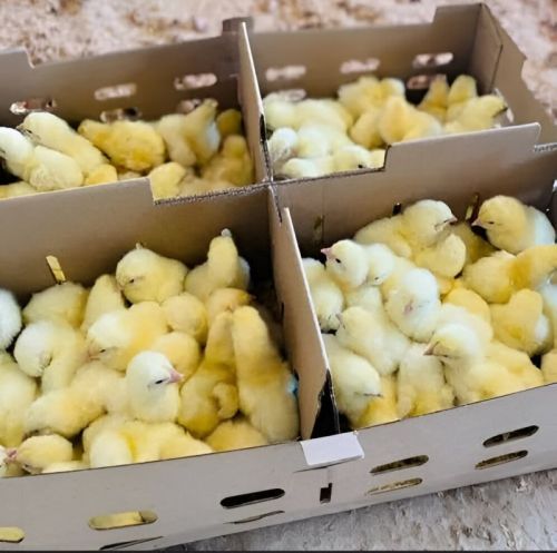 White Broiler Chicks Cobb 430y Alive, Packaging Type : Box