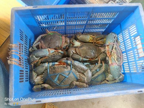 Live Green Mud Crabs, Packaging Type : Box