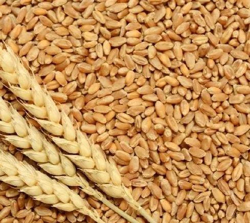 High Quality Wheat Seeds For Khakhara, Chapati