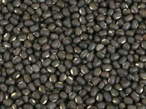 Natural Whole Urad Dal For Cooking