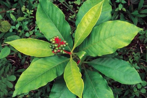 Natural Sarpagandha Leaves For Medicinal