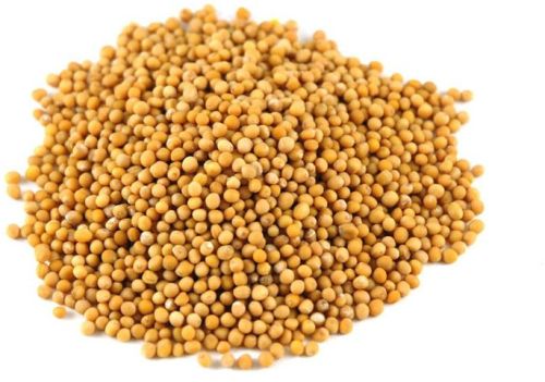 Yellow Mustard Seeds For Oil Extraction