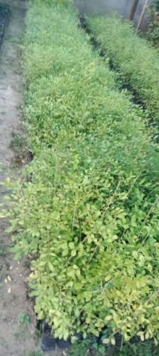 Natural Jasmine Kamini Plant