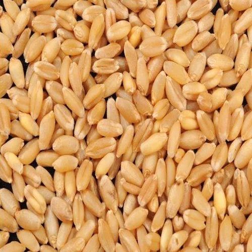 Natural Raw Wheat Seeds, Packaging Type : Bag