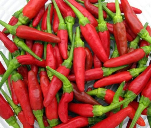 Fresh Bird Eye Chilli, Quality Available : A Grade