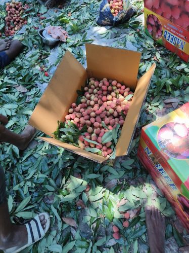 Fresh Litchi, Certification : FSSAI Certification