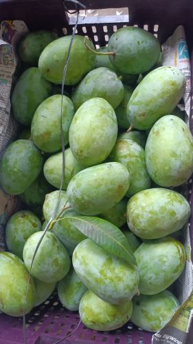 Mango, Packaging Type : Green