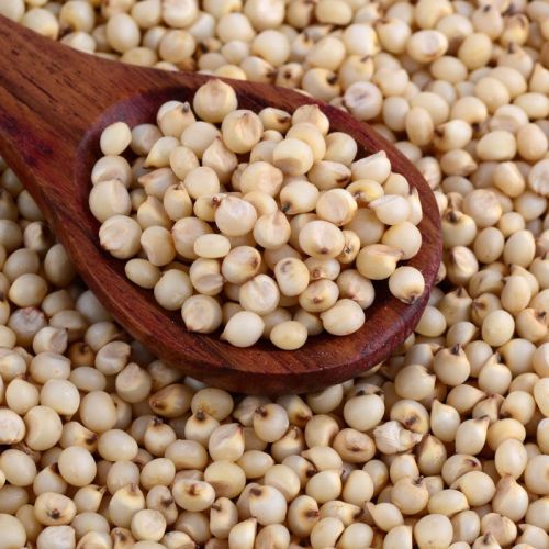 Sorghum Millet Seeds 90%, Packaging Type : PP Bag, Packaging Size : 5-25kg