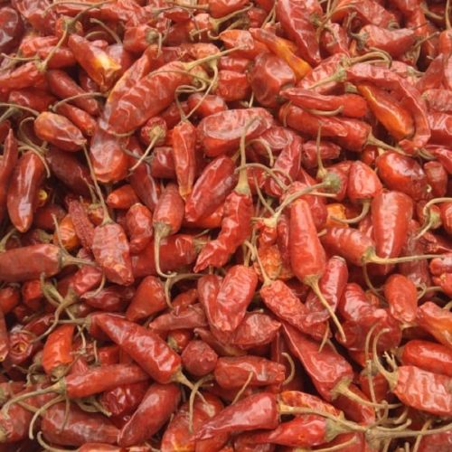 Raw Common Assam Dry Red Chilli, Grade Standard : Food Grade, Packaging Type : Plastic Packet For Spices
