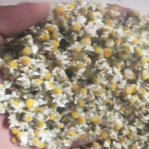 Natural Cura Chamomile Flowers, Color : Creamy-yellow