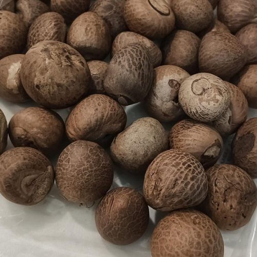 Common Indonesia Roasted Betel Nut, Color : Brown, Taste : Light Sweet, Packaging Type : Plastic Packat