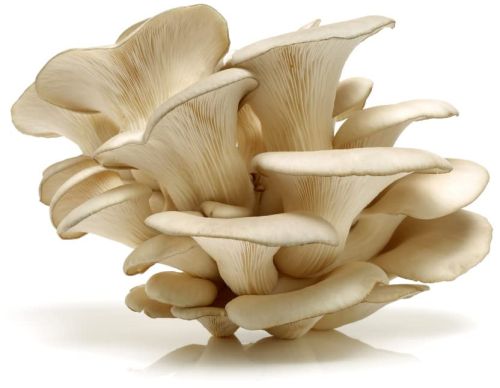 Sun Dry Oyster Mushroom, Color : Light Brown For Cooking