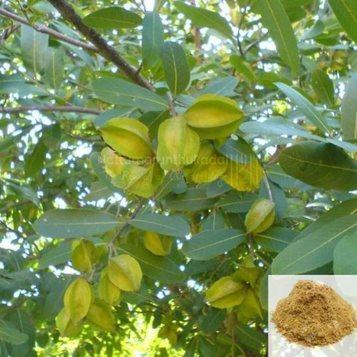 Arjun Tree Powder