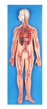PVC Circulatory System Model, Brand Name : DARSH