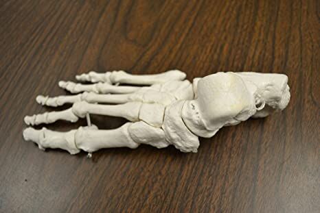 Polished Pvc Disarticulated Skeleton, Brand Name : DARSH