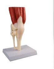 PP Muscular Knee Joint Model, Color : Creamy 16x12.5x20cm
