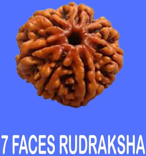 Sat Mukhi Rudraksha