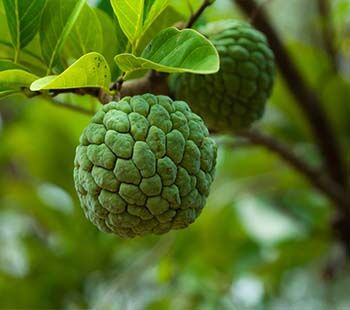 Organic Custard Apple For Human Consumption