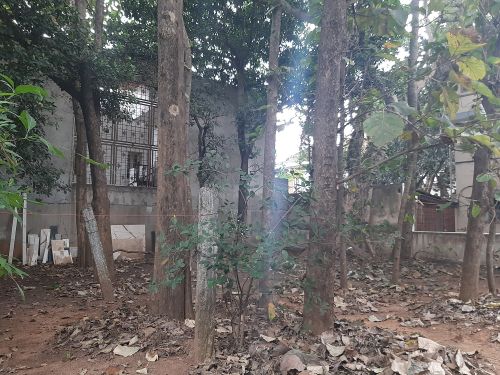 Plain Polished teak wood logs, Shape : Round, Packaging Type : Brown