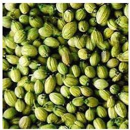 Aaha Impex Coriander Seeds, Color : Green