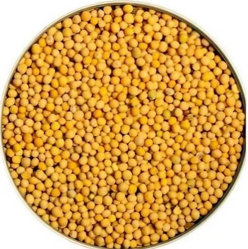 Yellow Mustard Seeds, Packaging Type : Plastic Bag