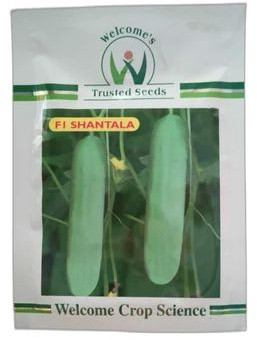 Welcome F1 Shantala Cucumber Seeds, Packaging Size : 25gm, Packaging Type : Packet For Agriculture
