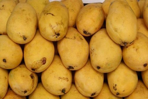 Fresh Chausa Mango, Color : Yellow 3-5 Days, Packaging Size : 5-50kg