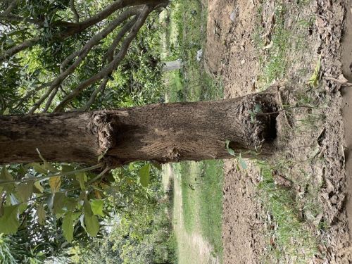 Teak tree Sagwan Wood Door Dia -3 to 4 ft & Length-40 ft