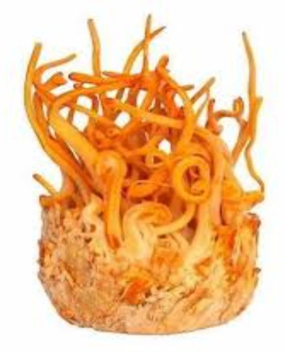 Cordyceps militaris, Form : Raw (Dried)