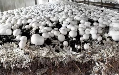 Button Mushroom, Color : White, Quality Available : A Grade, Certification : Organic
