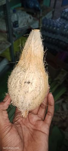 Semi Husked Hard Organic coconut, Packaging Type : Brown
