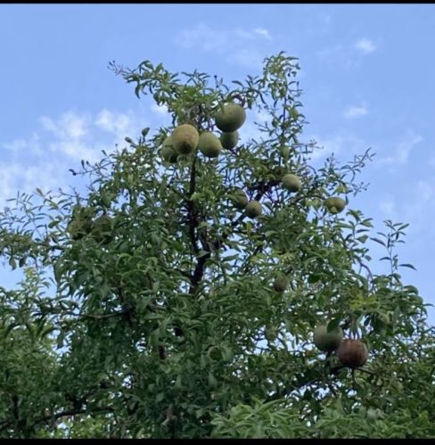 Natural Bael Fruit, Color : Light Green