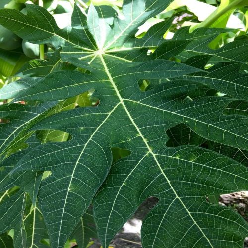 Natural Green Papaya Leave