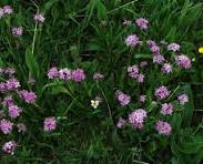 Jatamanshi Oil, Form : Liquid