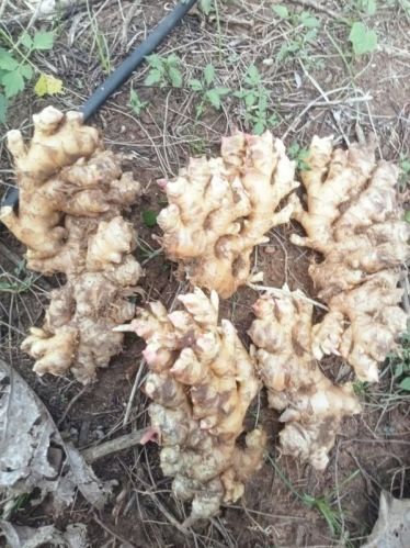 Common fresh ginger, Certification : FSSAI Certified