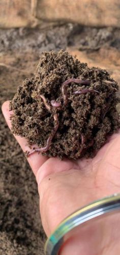 Organic Vermi Compost, Packaging Type : Black-brown