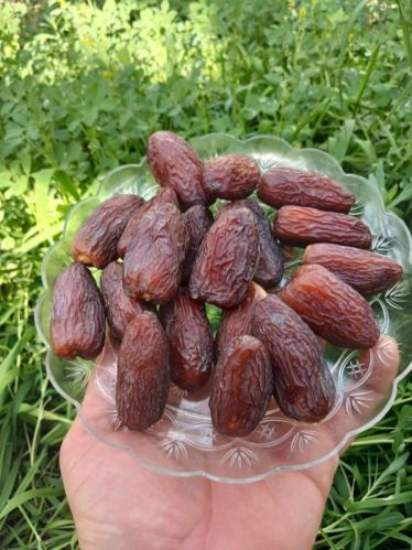 Medjool Premium Dates, Packaging Size : 20 Kg, Variety Available : Medjoul