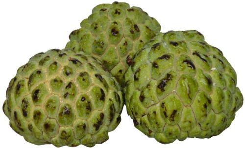 Organic Fresh Custard Apple, Color : Green 5-7 Days, Packaging Type : Plastic Bag