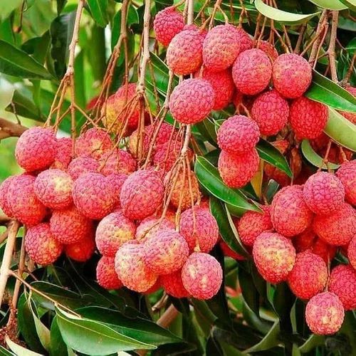 Organic Fresh Litchi, Color : Pink 7 Days, Packaging Type : Plastic Bags