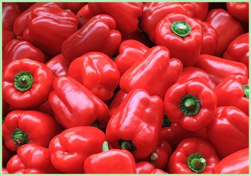 Fresh Red Capsicum 5 To 7 Days, Packaging Type : Plastic Bag, Packaging Size : 5-25kg