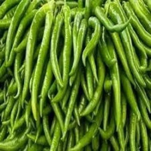 Fresh Green Chilli 7-10 Days, Packaging Type : Plastic Bag, Packaging Size : 5-25kg