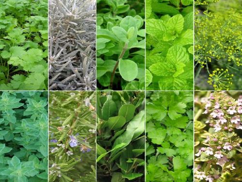 Natural Indian Herbs, Form : Leaf