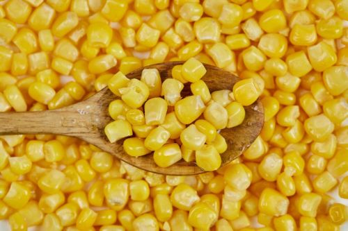 Organic Maize, Color : Yellow For Making Popcorn, Human Food, Cattle Feed, Animal Food