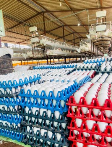 White Poultry Egg, Packaging Type : Tray