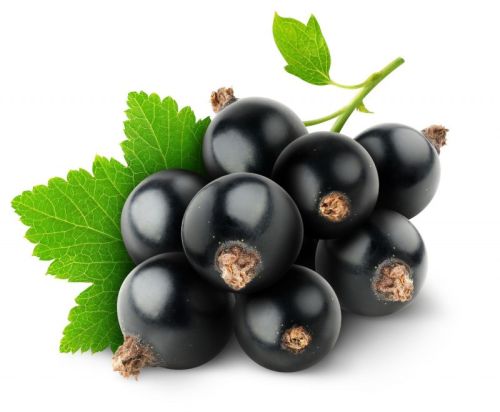 Black Currant, Shape : Round, Packaging Type : Plastic Bag