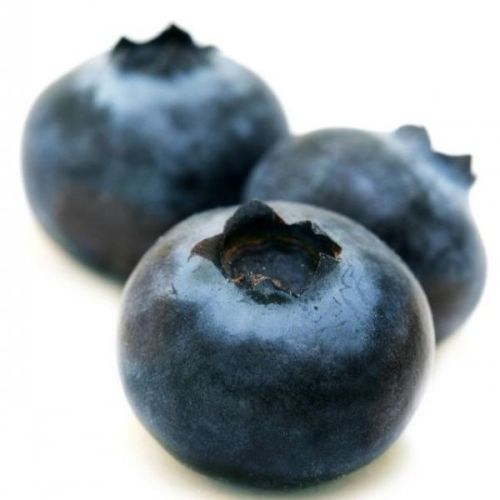 Common Wild Blueberries, Color : Black, Packaging Type : Plastic Packet