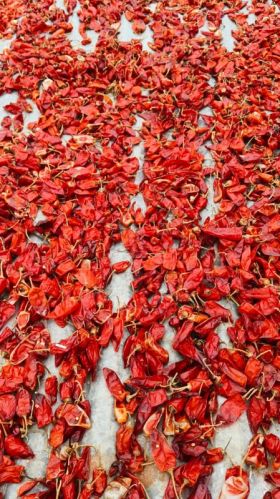 Red Chilli For Cooking, Spices Human Consumption