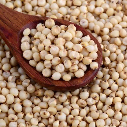 Organic Sorghum Millet Seeds 12months, Packaging Type : Plastic Bag, Packaging Size : 5-25 Kg