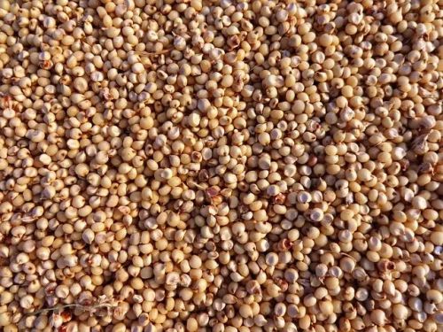 Premium Sorghum Seeds, Color : Creamy 6-12 Months, Packaging Size : 25-50kg