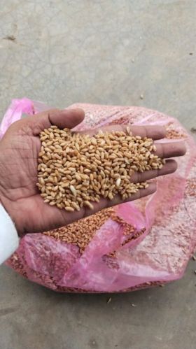 Organic Wheat, Color : Brown-yellow For Making Bread, Cooking, Cookies, Bakery Products